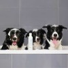 vet-expert-beauty-care-shampoo-dermokosmetyczny-szampon-dla-psow-i-kotow-250-ml (1).jpg