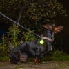 501629_dog_at_night_fg_1819_7.jpg
