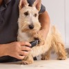 580100_wahl_prima_trimmer_schermaschine_inkl_0_4mm_schneidsatz_1000x1000_hs_02_5.jpg